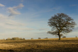 herfst, veld-, boom