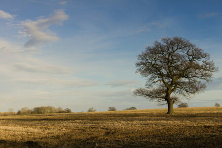 autumn, field, tree