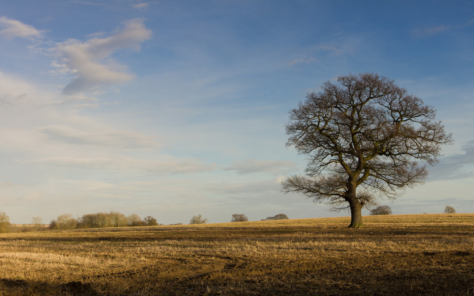 Baum, Herbst, Feld