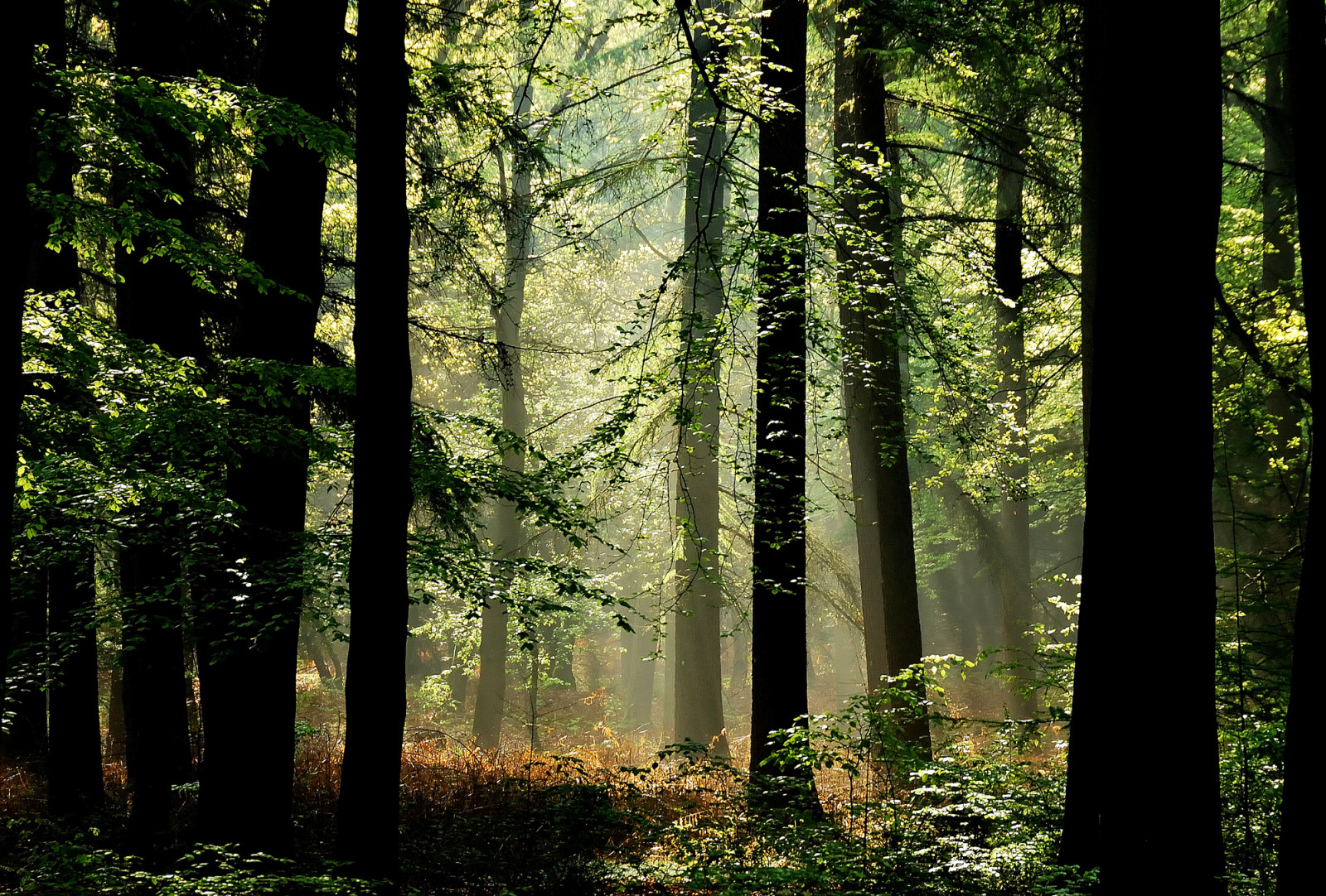 skog, grener, trær