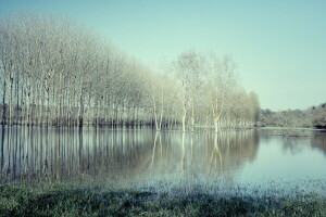 lago, paesaggio, alberi