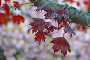 l'automne, branche, feuilles, la nature, arbre