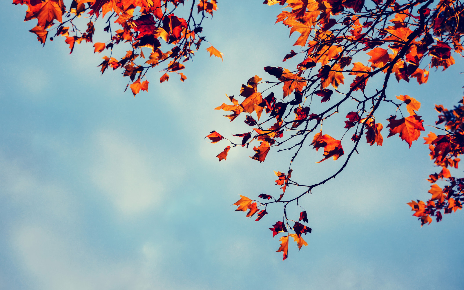 tree, autumn, branches, the sky, leaves