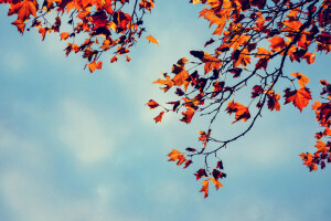 autumn, branches, leaves, the sky, tree