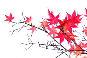 autumn, branches, leaves, maple, The crimson