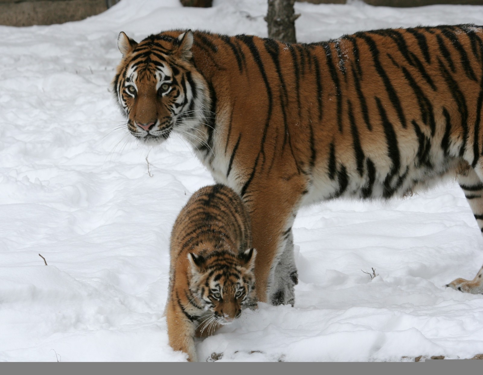 hó, macska, család, pár, kölyök, cica, tigris, nősténytigris