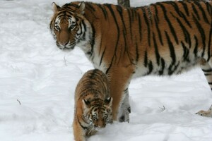 Amur, gato, cachorro, familia, gatito, par, nieve, Tigre