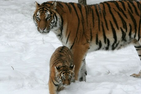 Amur, kat, cub, familie, kitty, par, sne, tiger