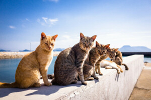 A Tomcat, background, cats, summer