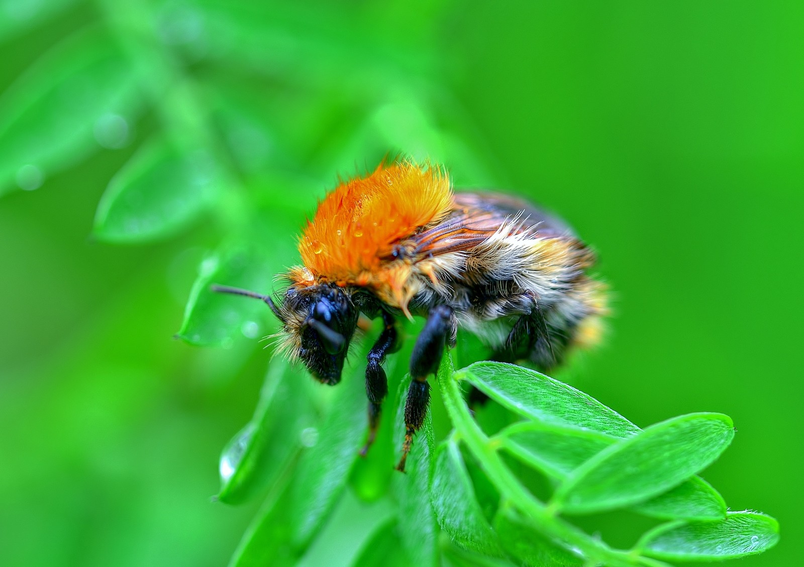 la nature, insecte, feuille, bourdon