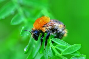 Hummel, Insekt, Natur, Blatt