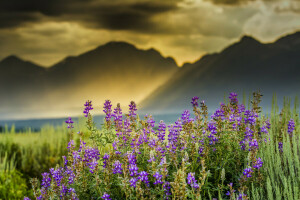 nubes, flores, montañas, Rayos