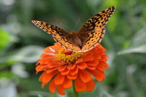 PAPILLON, fleur, insecte, ailes