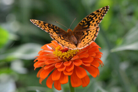 MARIPOSA, flor, insecto, alas