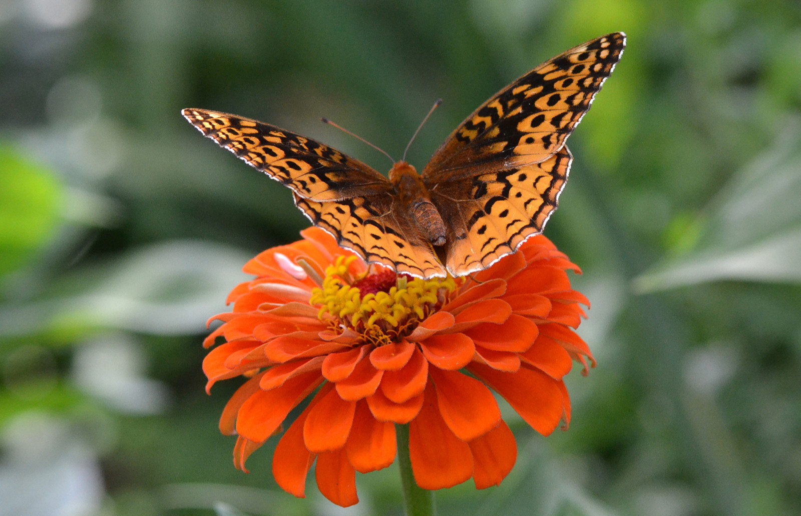 MARIPOSA, flor, alas, insecto