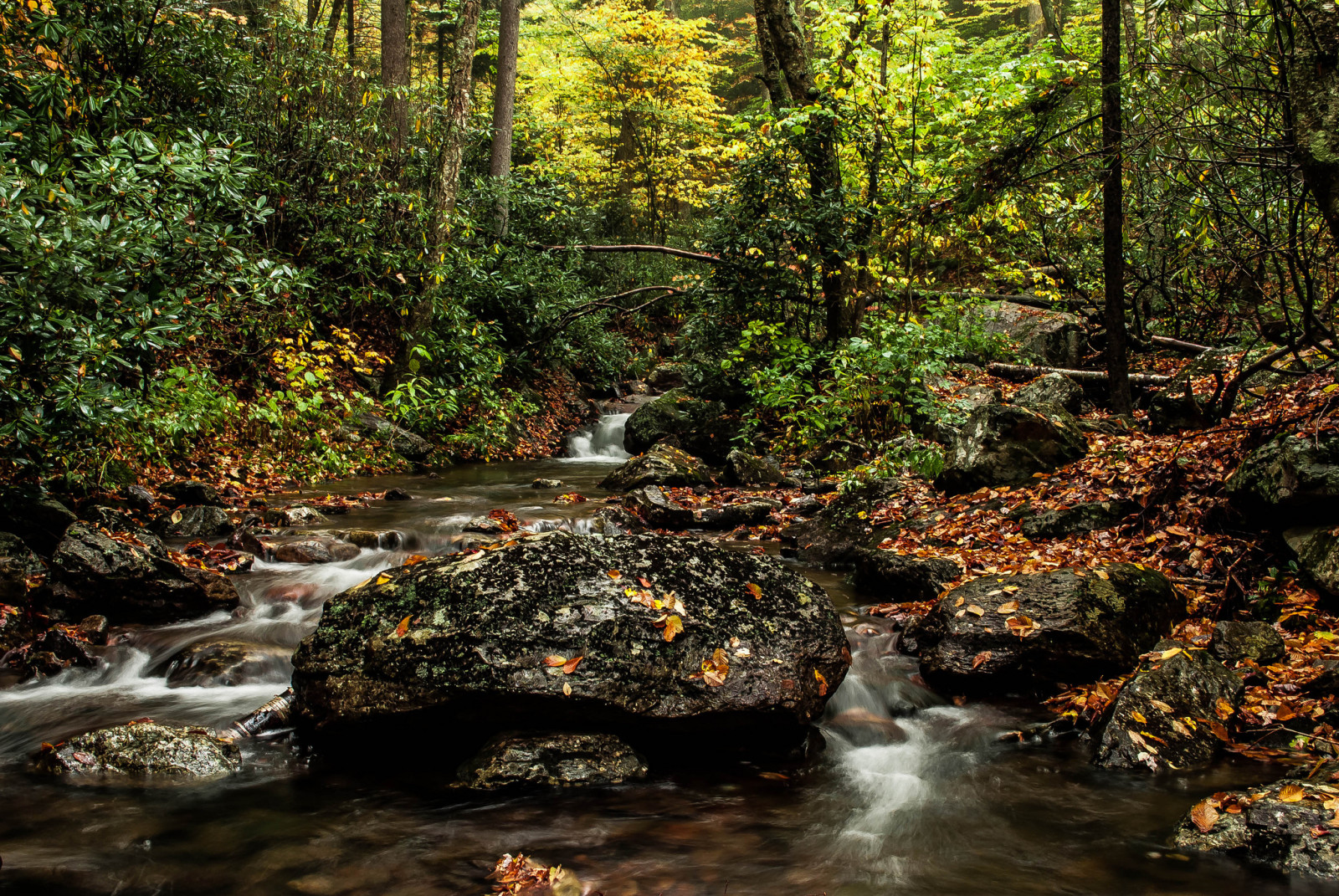 Herbst, Wald, Fluss, Steine