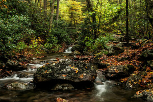 herfst, Woud, rivier-, stenen