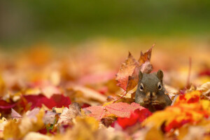 herfst, bokeh, gevallen bladeren, eiwit