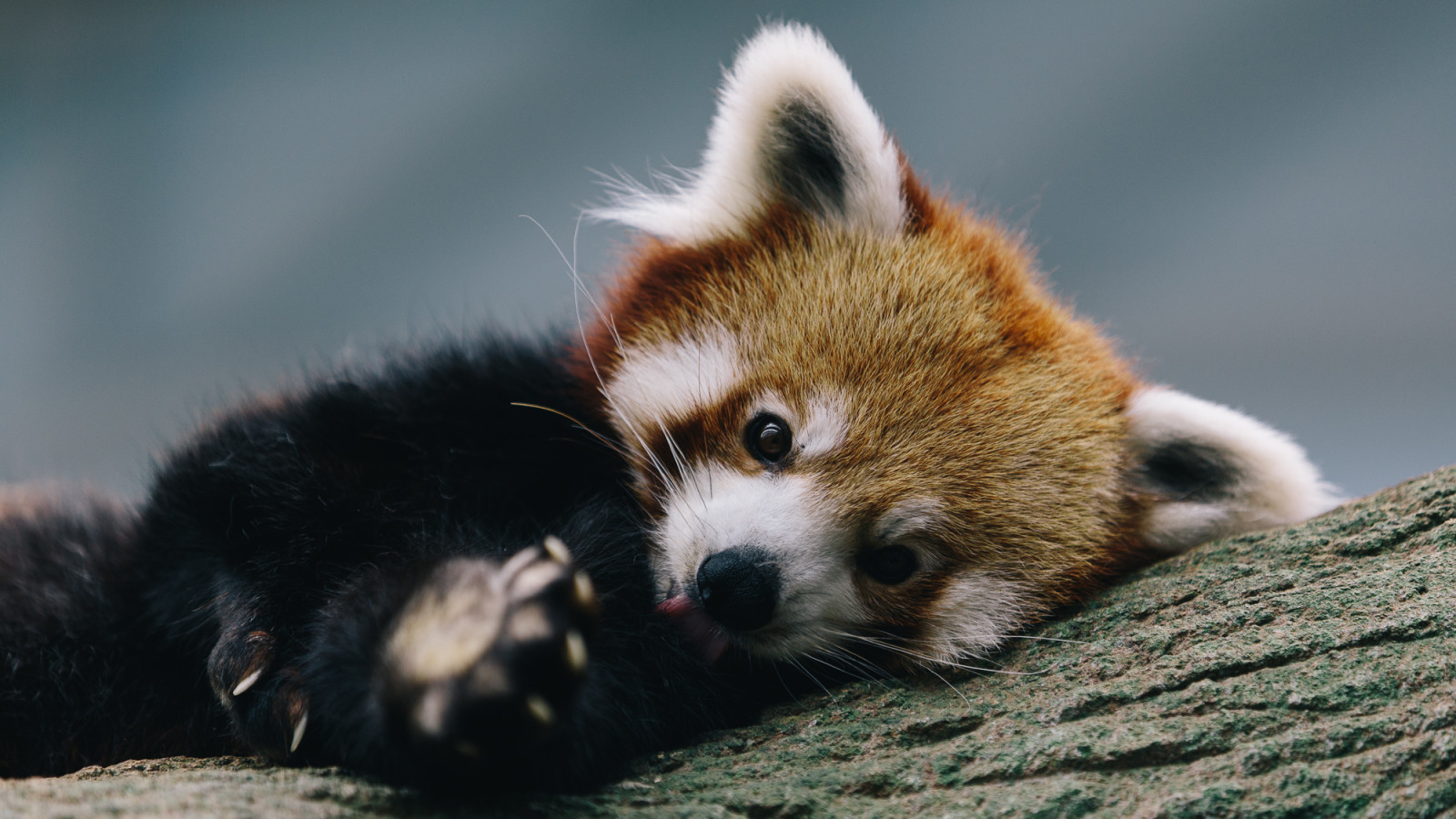 albero, restare, Panda rosso, firefox