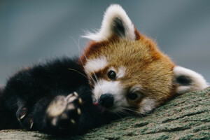 Firefox, Panda rouge, rester, arbre