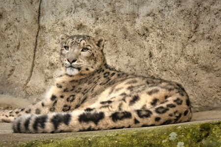 IRBIS, predatore, rocce, leopardo delle nevi, restare, gatto selvatico