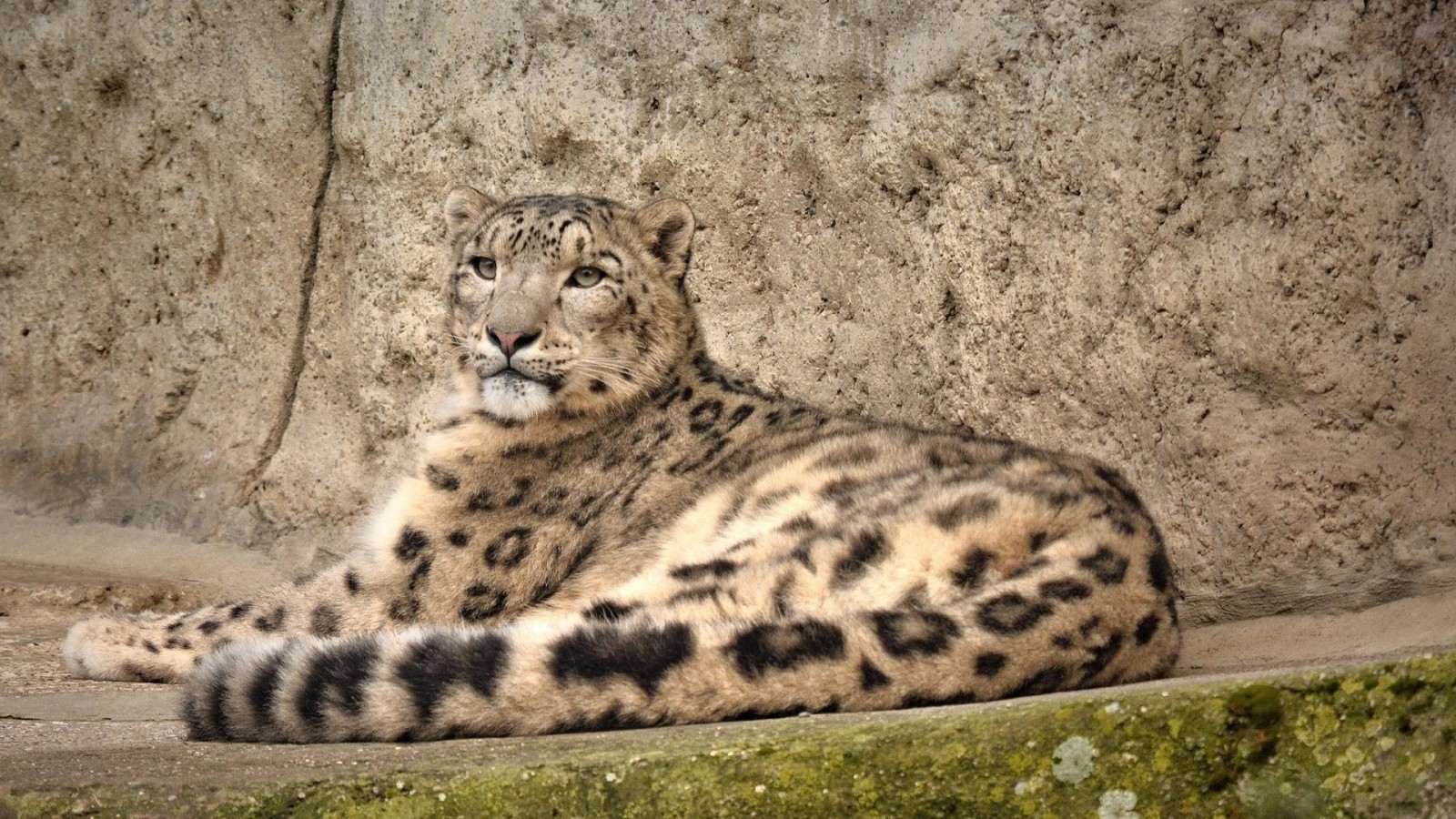 predatore, rocce, gatto selvatico, restare, IRBIS, leopardo delle nevi