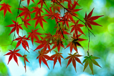 autumn, branch, leaves, maple, The crimson