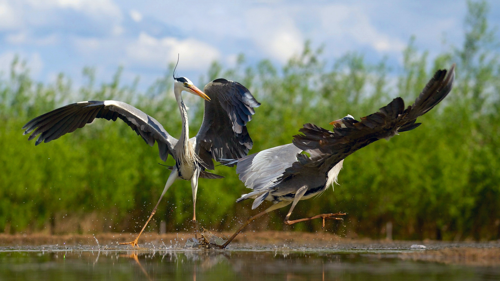 vogelstand, reigers, dansen