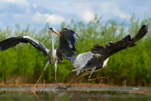 birds, dancing, herons