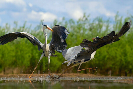 Vögel, Tanzen, Reiher