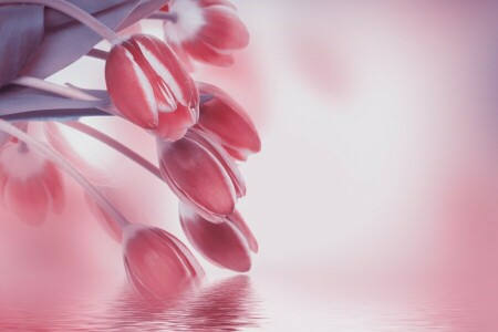 buds, flowering, leaves, petals, pink tulips, reflection, water