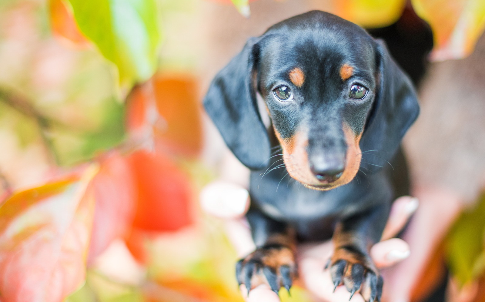 aussehen, Hintergrund, Hund, jeder