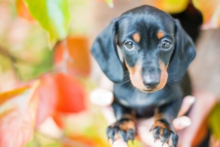 baggrund, hund, hver, se