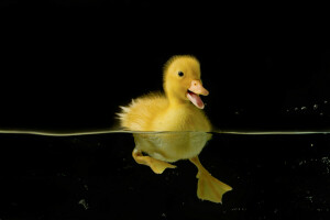 des oiseaux, noir, canard, la nature, l'eau