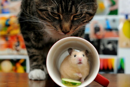 cat, Cup, mouse