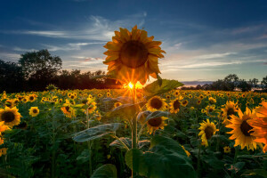 la nature, été, tournesols