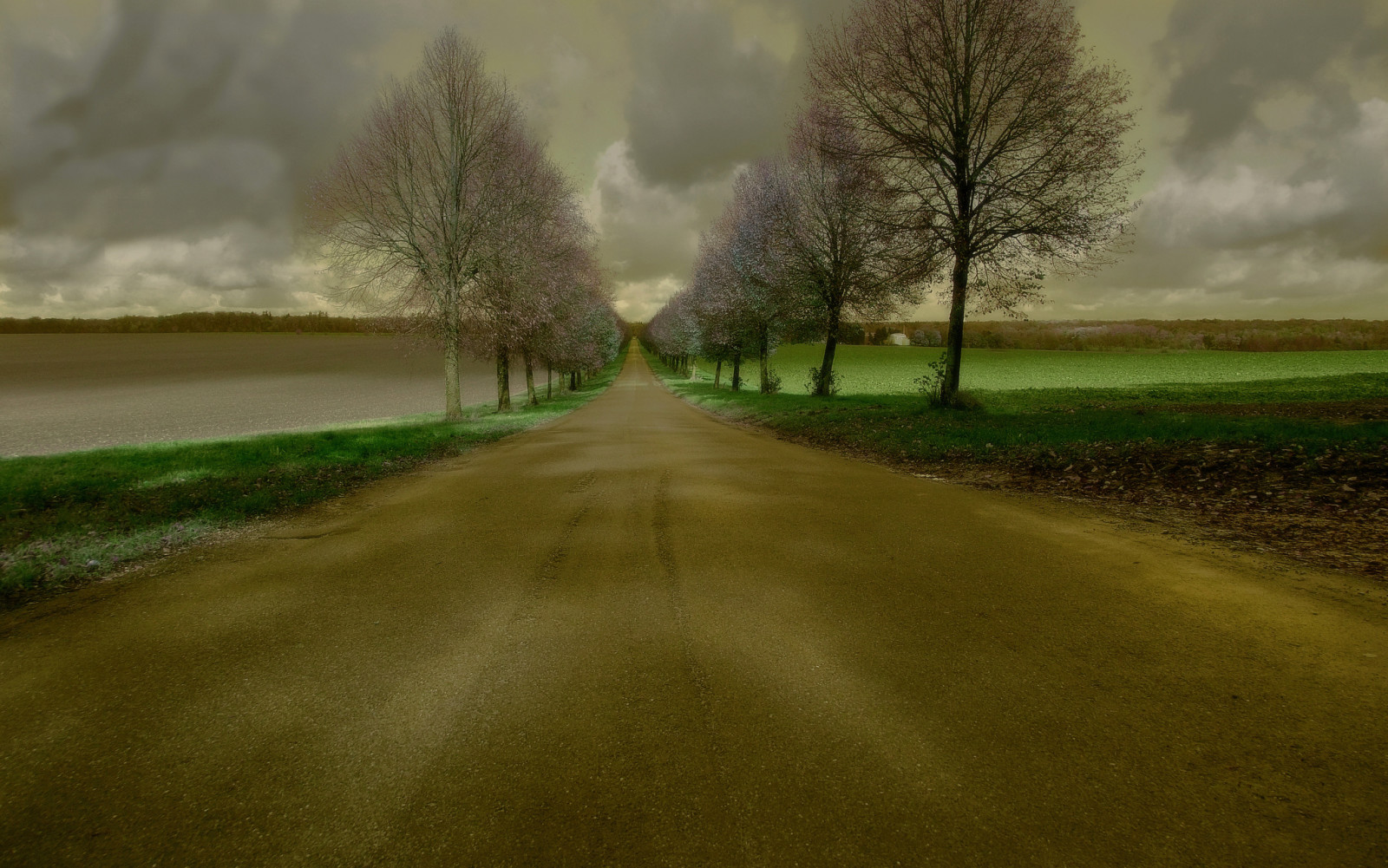 autumn, grass, road, trees, field