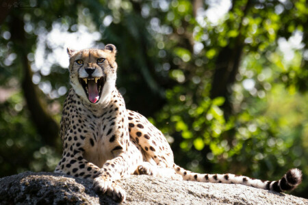 cat, Cheetah, fangs, mouth, stone