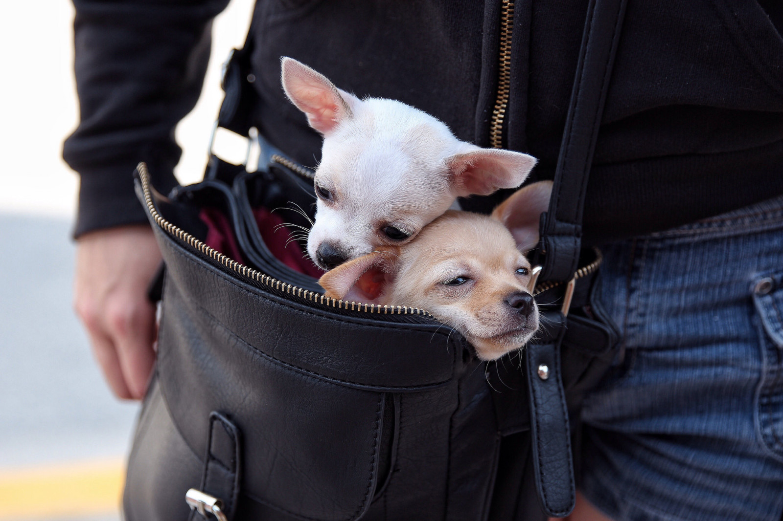 un couple, sac, visages, chiens, Chihuahua, en mouvement