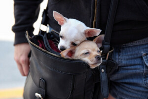 una pareja, bolso, Chihuahua, perros, caras, Moviente