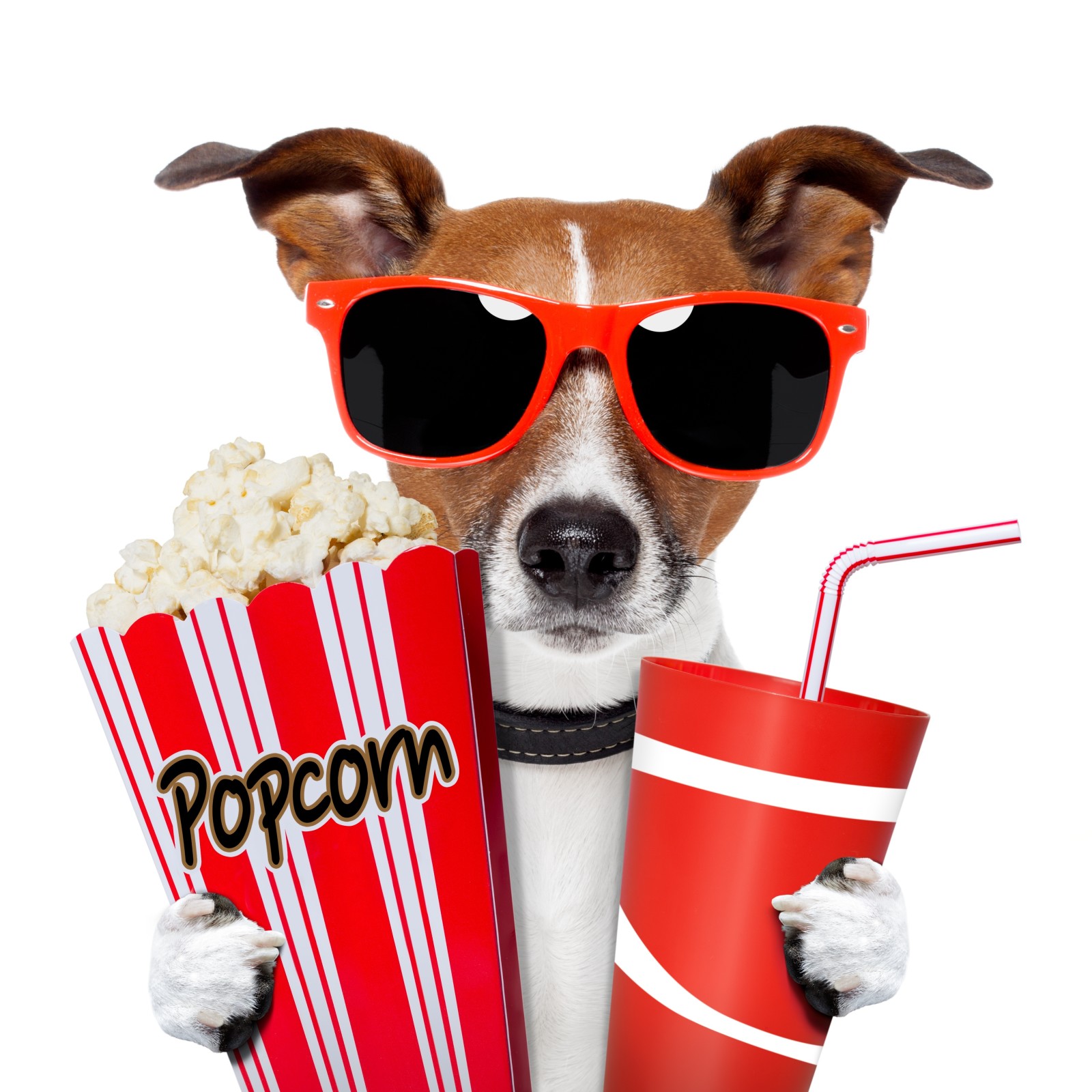 chien, des lunettes, boisson, pop corn