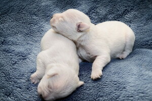 comodidad, perros, cachorros