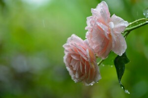 gotas, macro, chuva, rosas