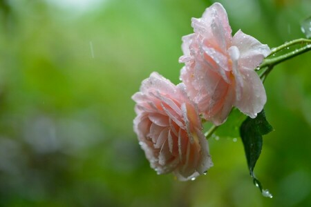 drops, macro, rain, roses