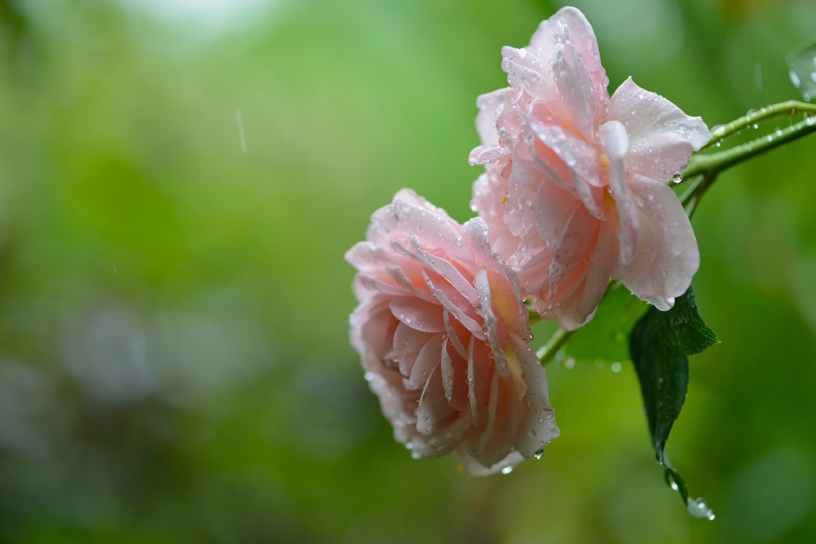 macro, roses, rain, drops