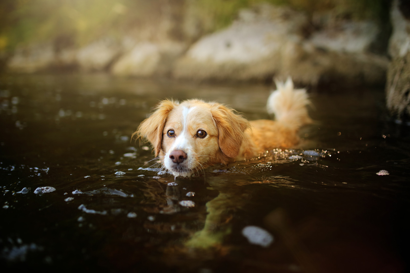 hond, puppy, water