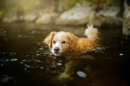 chien, chiot, l'eau