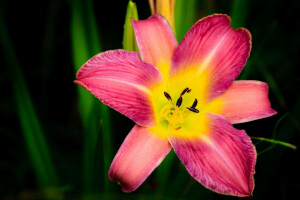 Lily, makro, natur, kronblade, støvdragere