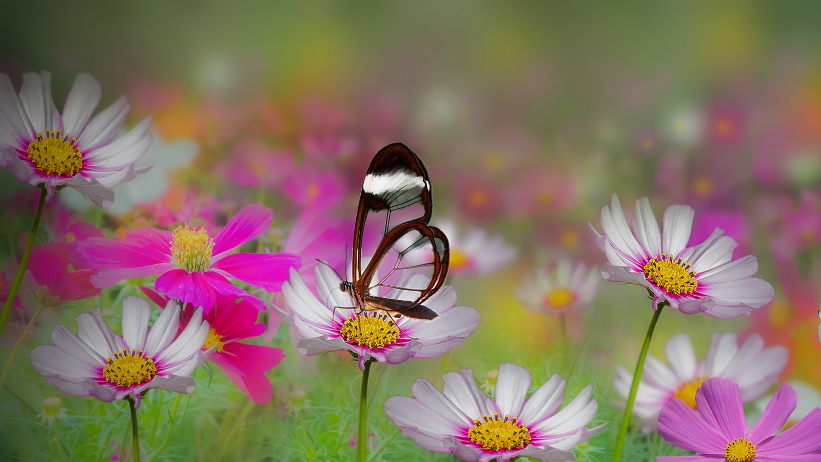 verano, MARIPOSA, flores