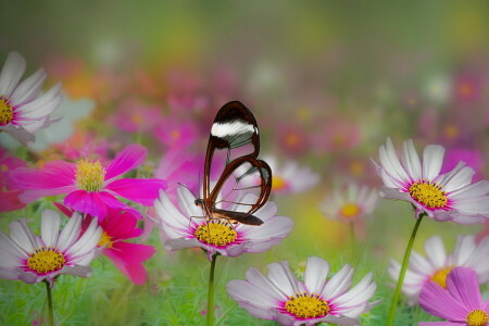 VLINDER, bloemen, zomer